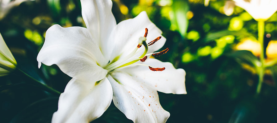 EASTER IS ALMOST HERE!