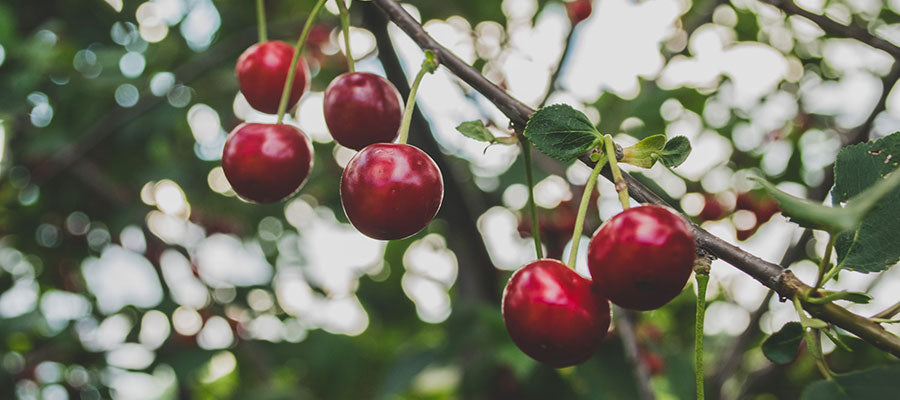 FLATHEAD CHERRIES - GLORY IN MONTANA!