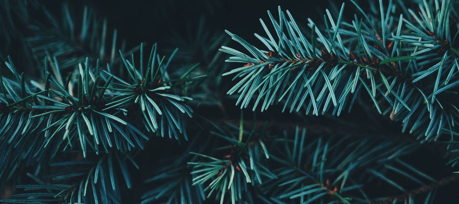 HOLIDAY OPEN HOUSE & CHRISTMAS KIOSK