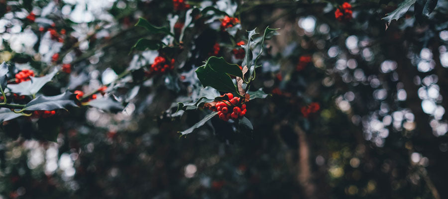 HOLIDAY OPEN HOUSE & CHRISTMAS KIOSK 2016