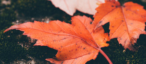 FALL TO WINTER